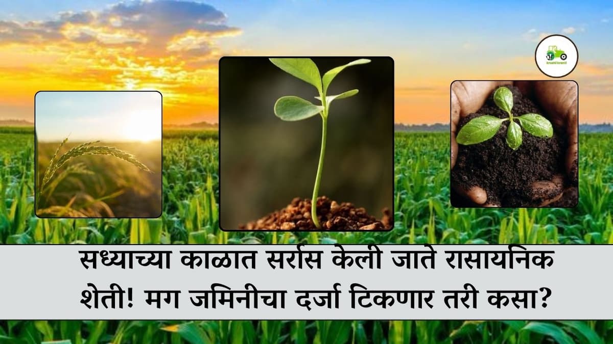 सध्याच्या काळात सर्रास केली जाते रासायनिक शेती! मग जमिनीचा दर्जा टिकणार तरी कसा?