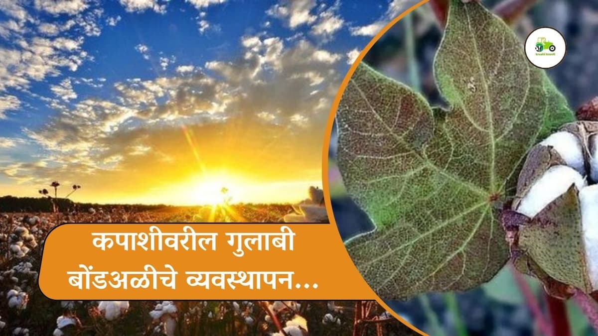 कपाशीवरील गुलाबी बोंडअळीचे व्यवस्थापन...