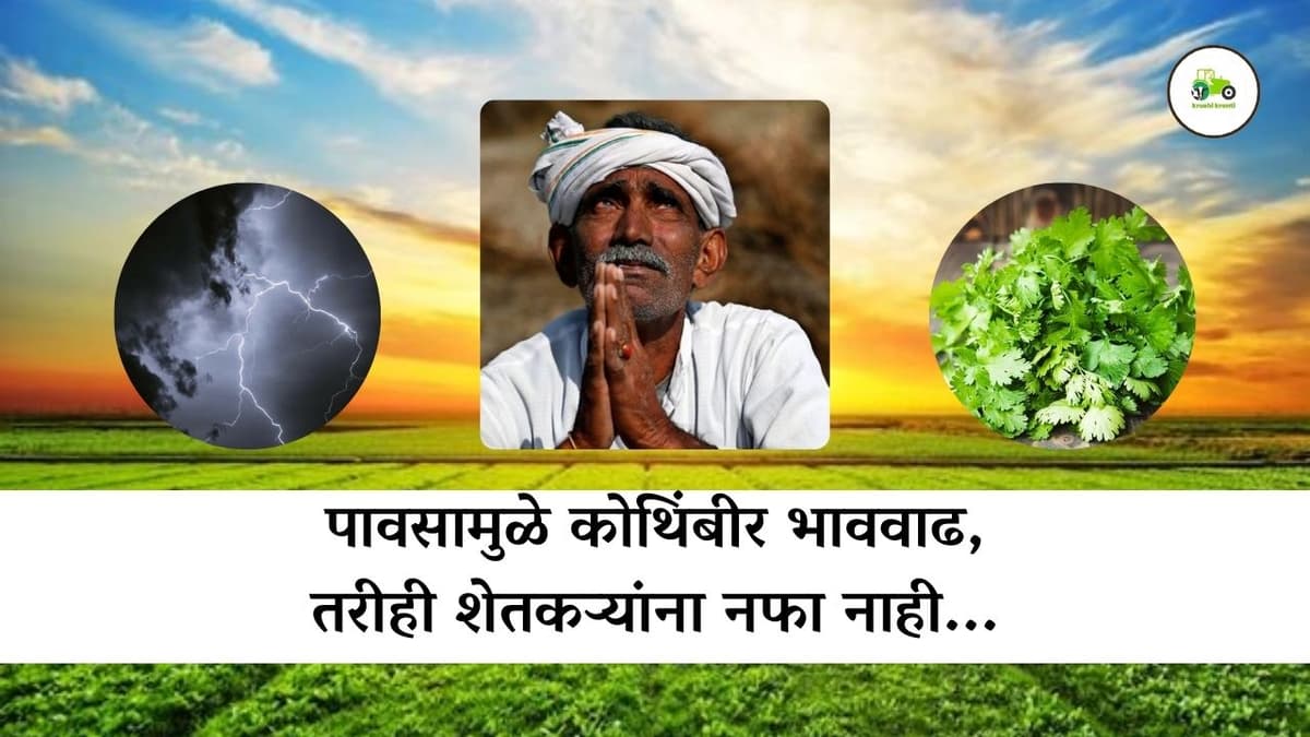 पावसामुळे कोथिंबीर भाववाढ, तरीही शेतकऱ्यांना नफा नाही...