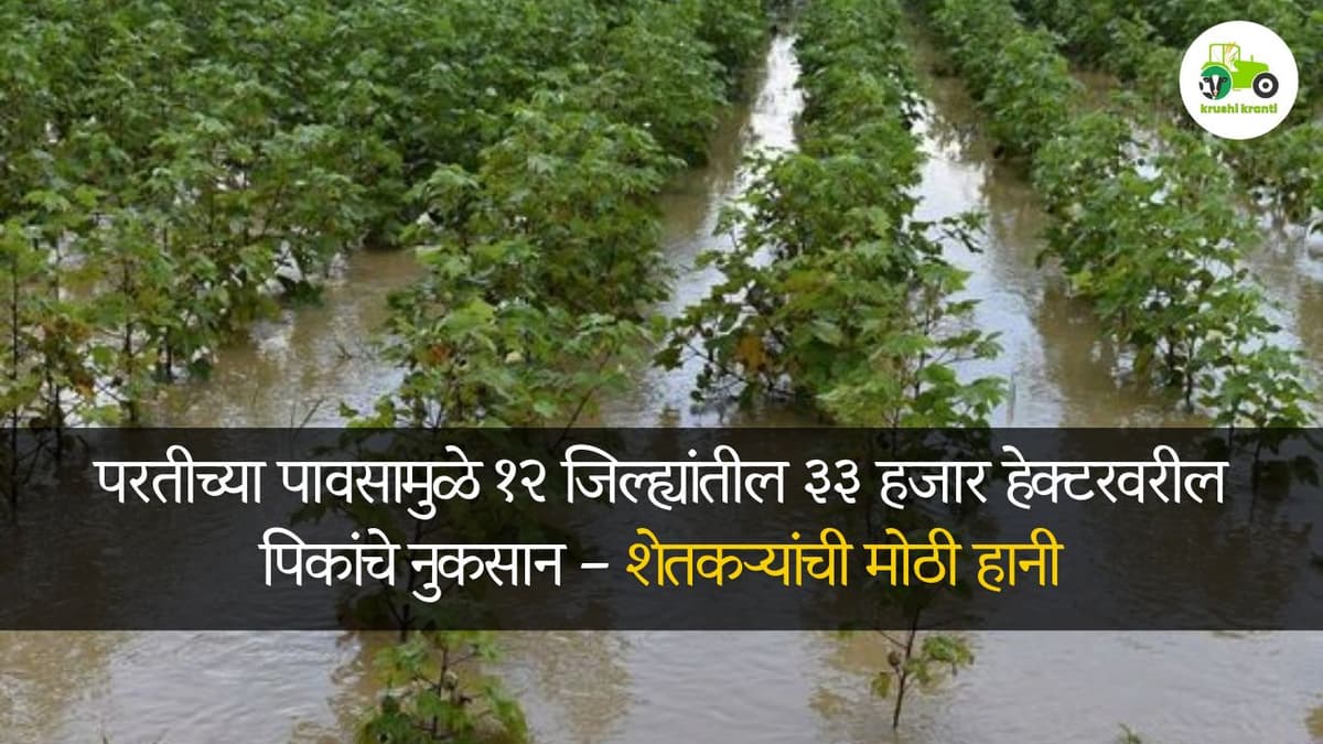 परतीच्या पावसामुळे १२ जिल्ह्यांतील ३३ हजार हेक्टरवरील पिकांचे नुकसान – शेतकऱ्यांची मोठी हानी