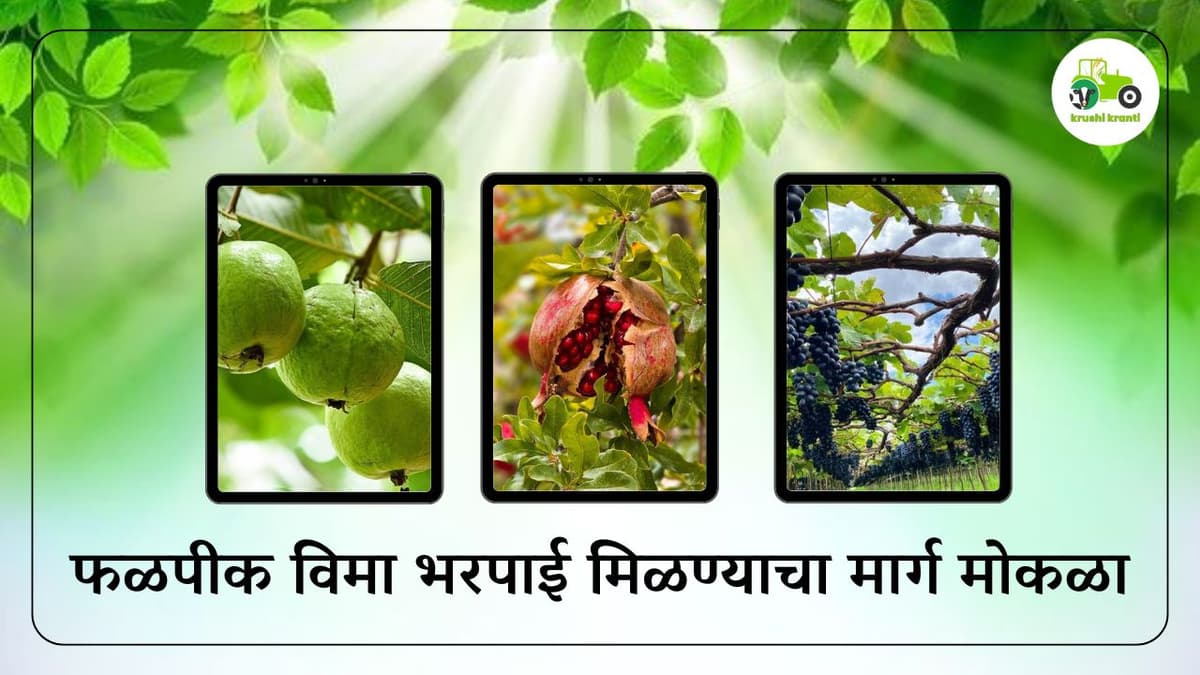 फळपीक विमा भरपाई मिळण्याचा मार्ग मोकळा