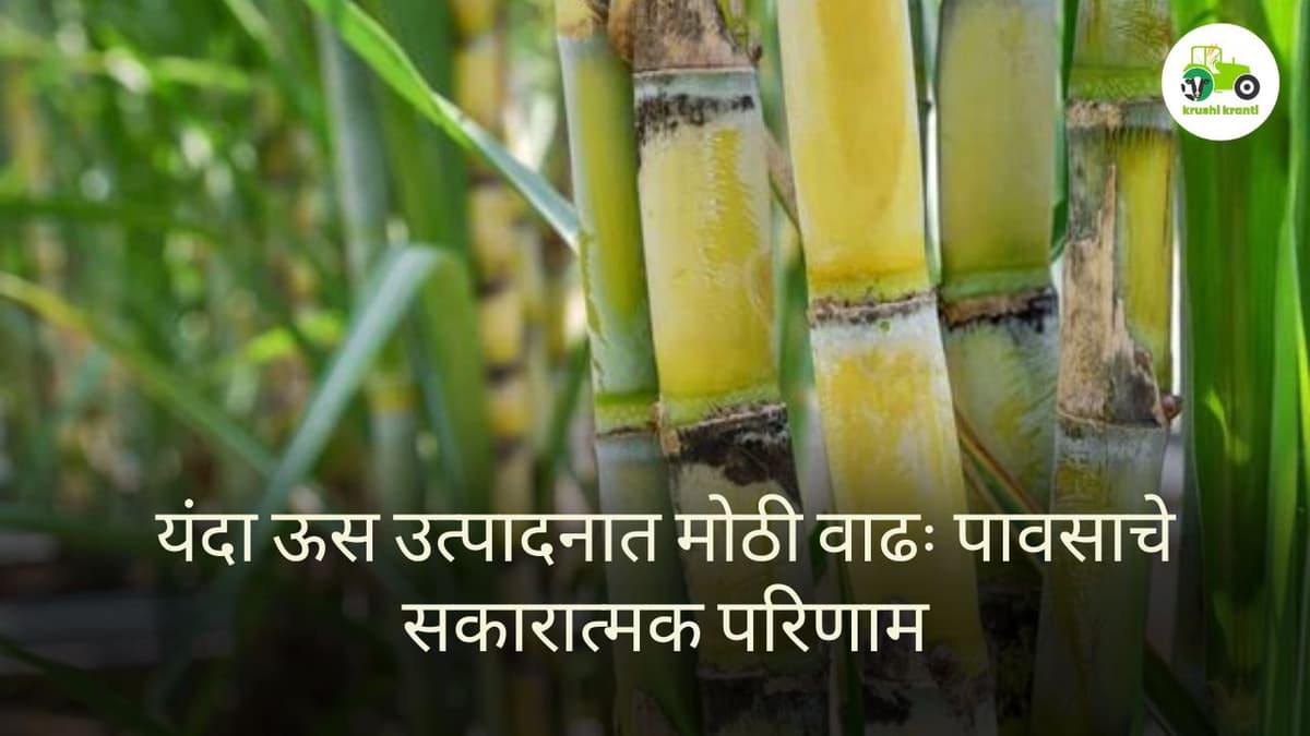 यंदा ऊस उत्पादनात मोठी वाढ: पावसाचे सकारात्मक परिणाम