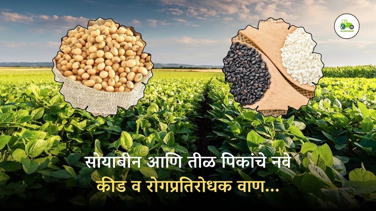 सोयाबीन आणि तीळ पिकांचे नवे कीड व रोगप्रतिरोधक वाण...