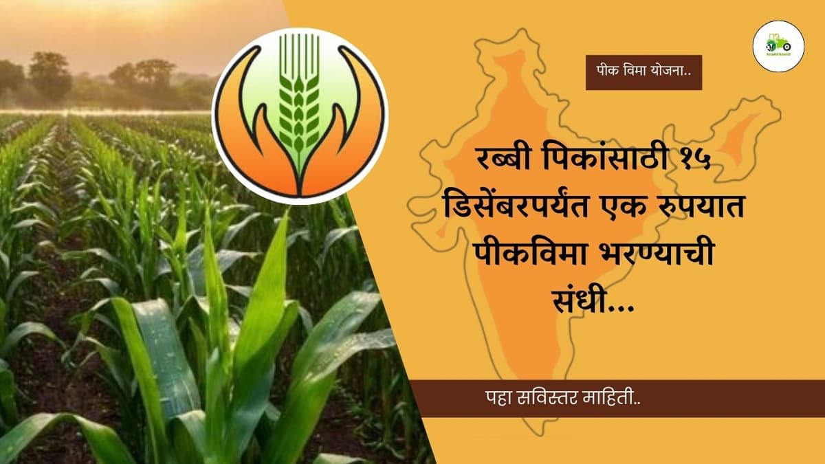 रब्बी पिकांसाठी १५ डिसेंबरपर्यंत एक रुपयात पीकविमा भरण्याची संधी...