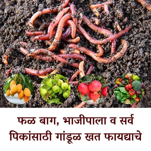 गांडुळ खत विक्रीसाठी उपलब्ध