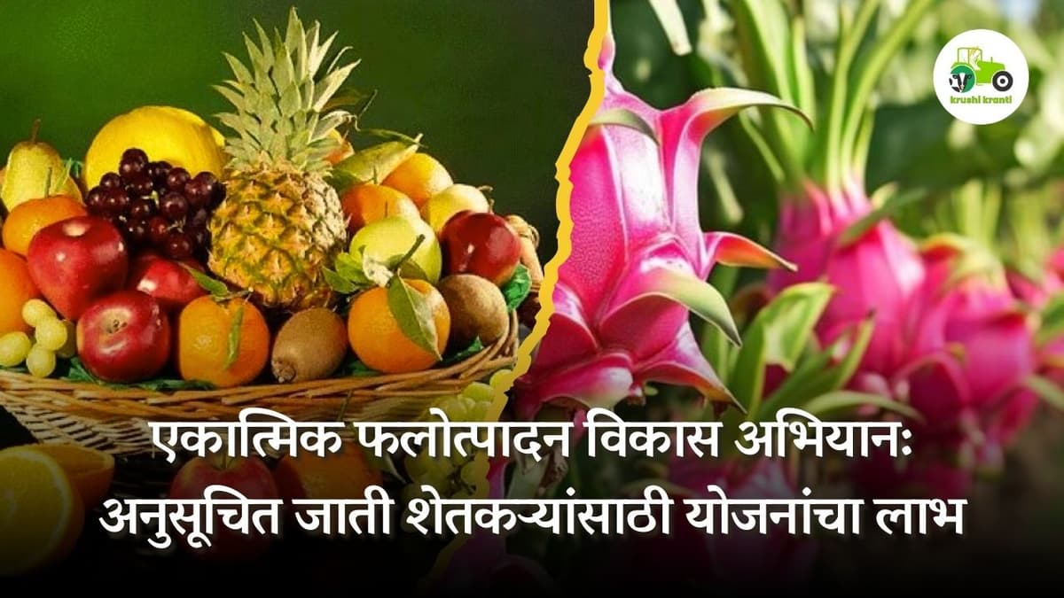 एकात्मिक फलोत्पादन विकास अभियान: अनुसूचित जाती शेतकऱ्यांसाठी योजनांचा लाभ