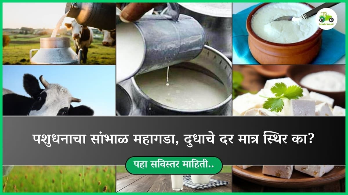 पशुधनाचा सांभाळ महागडा, दुधाचे दर मात्र स्थिर का?