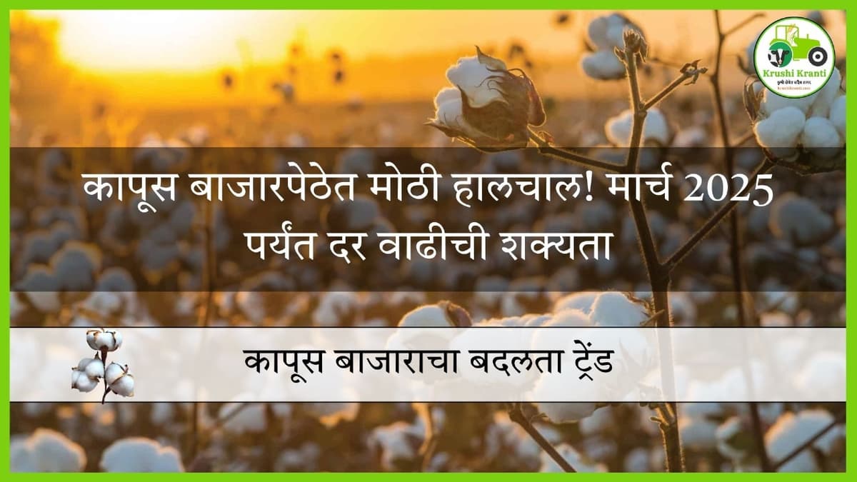 कापूस बाजारपेठेत मोठी हालचाल..! मार्च 2025 पर्यंत दर वाढीची शक्यता…