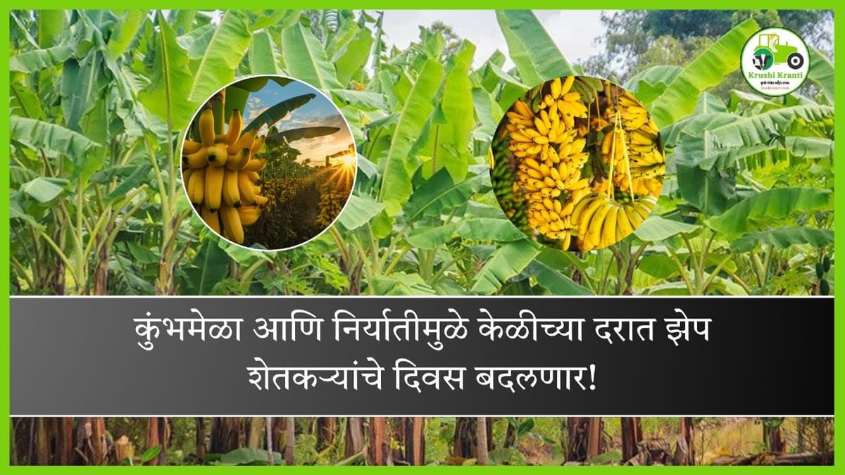 निर्यातीमुळे केळीच्या दरात झेप शेतकऱ्यांचे दिवस बदलणार…!