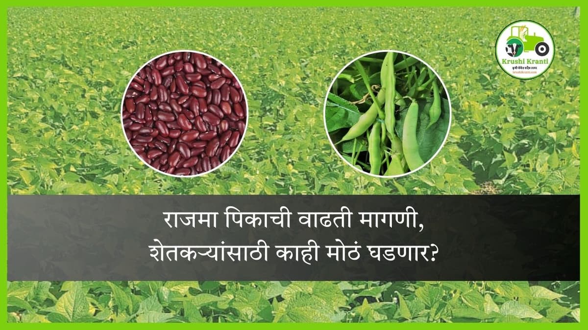 राजमा पिकाची वाढती मागणी, शेतकऱ्यांसाठी काही मोठं घडणार…?
