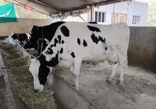 गाय विकणे आहे