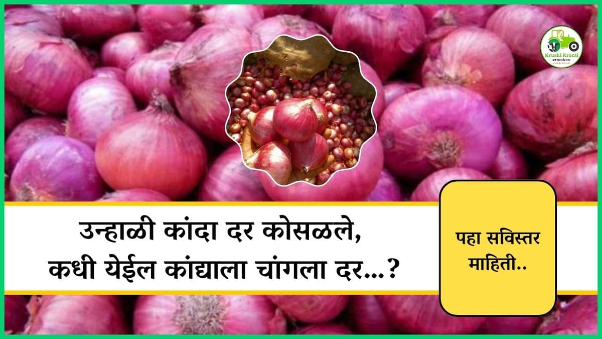 उन्हाळी कांदा दर कोसळले, कधी येईल कांद्याला चांगला दर…?
