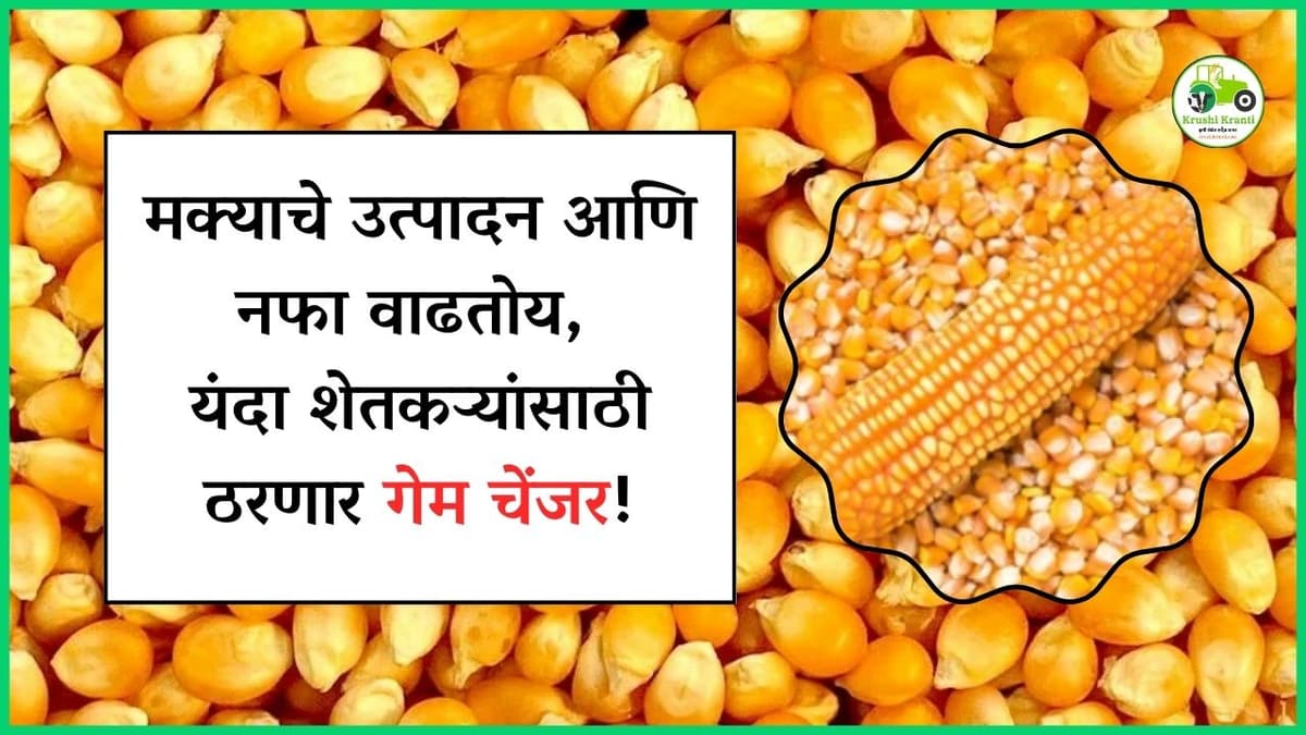 मक्याचे उत्पादन आणि नफा वाढतोय, यंदा शेतकऱ्यांसाठी ठरणार गेम चेंजर…!