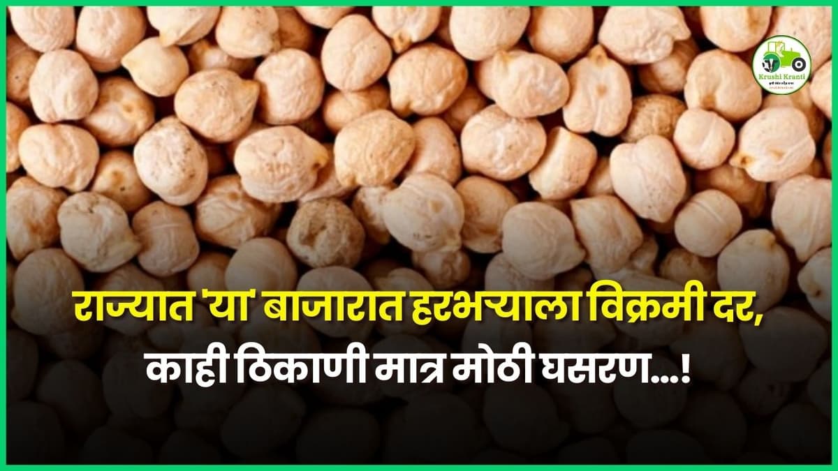 राज्यात 'या' बाजारात हरभऱ्याला विक्रमी दर, काही ठिकाणी मात्र मोठी घसरण…!