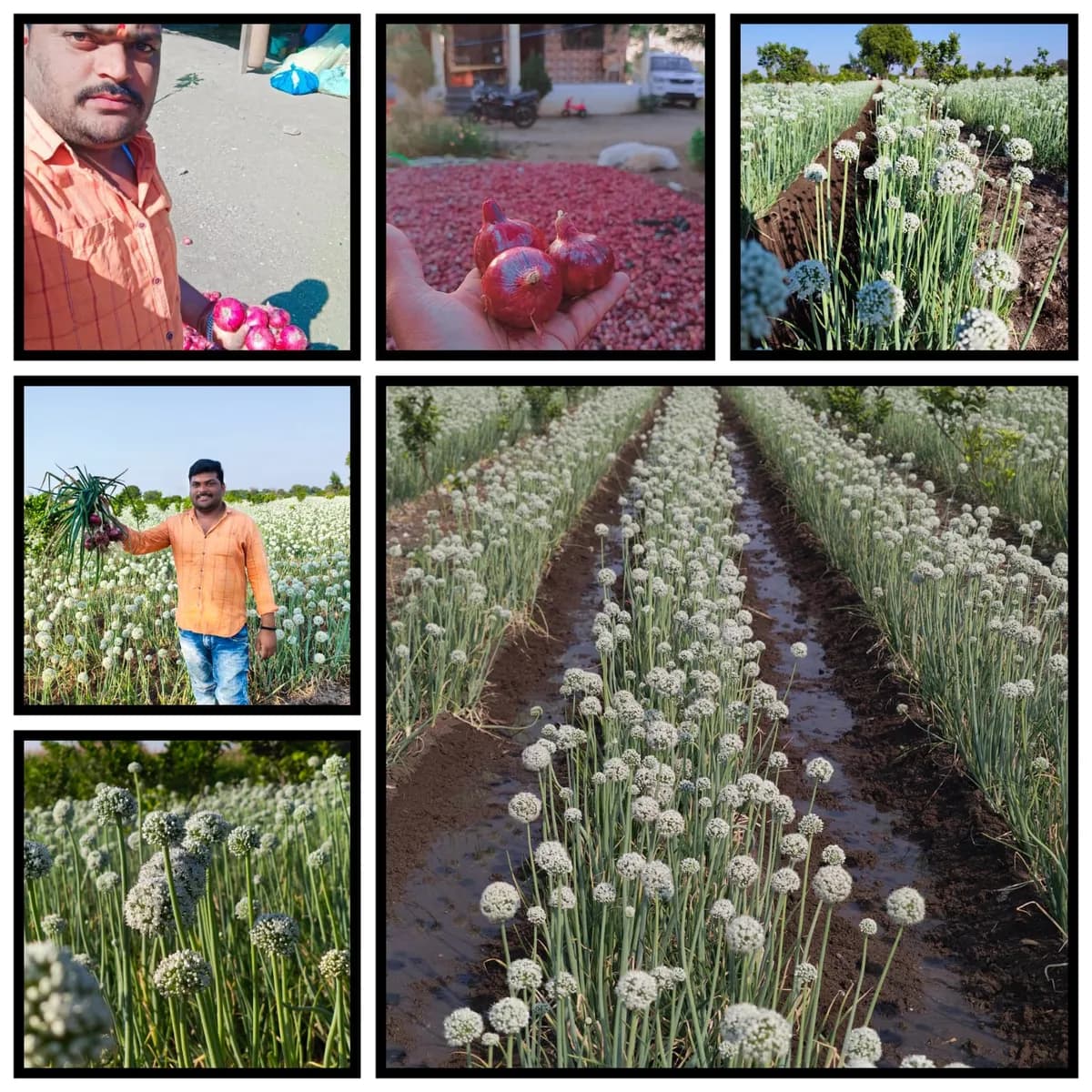 दर्जेदार बियाणं, भरघोस उत्पन्न!