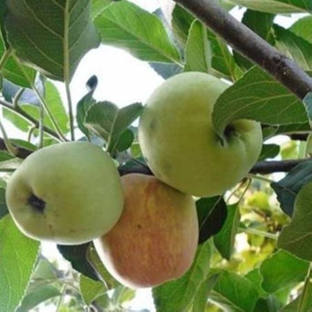 सफरचंद रोपे मिळतील