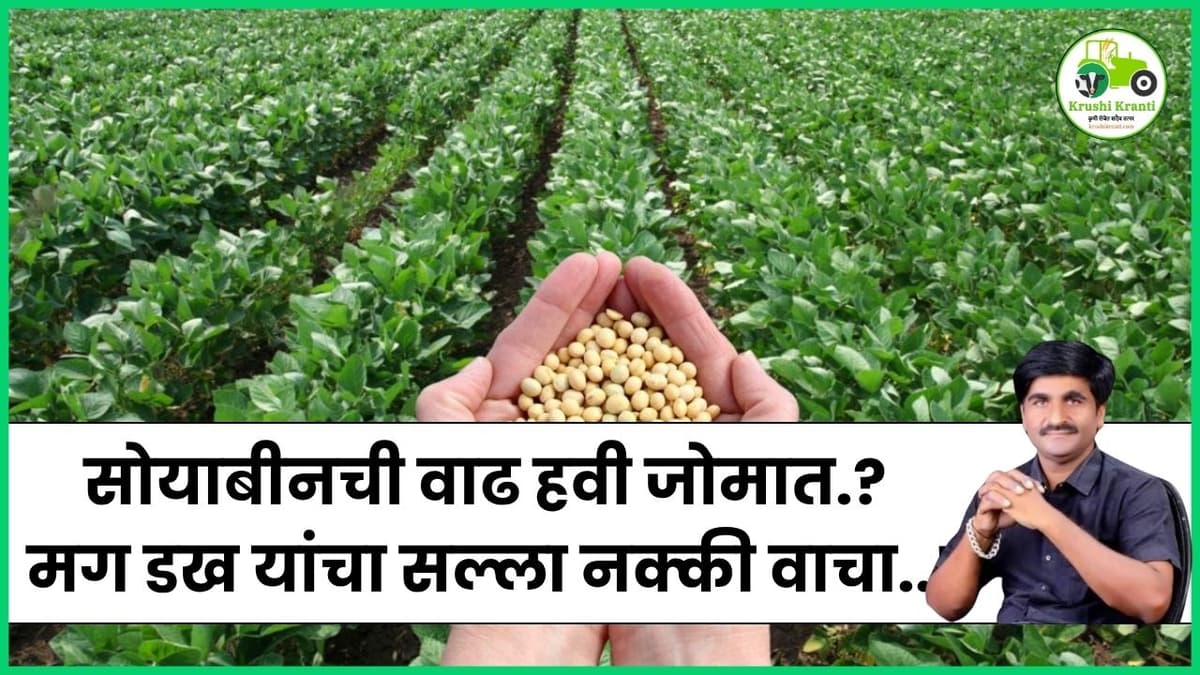 सोयाबीनची वाढ हवी जोमात.? मग डख यांचा सल्ला नक्की वाचा..!