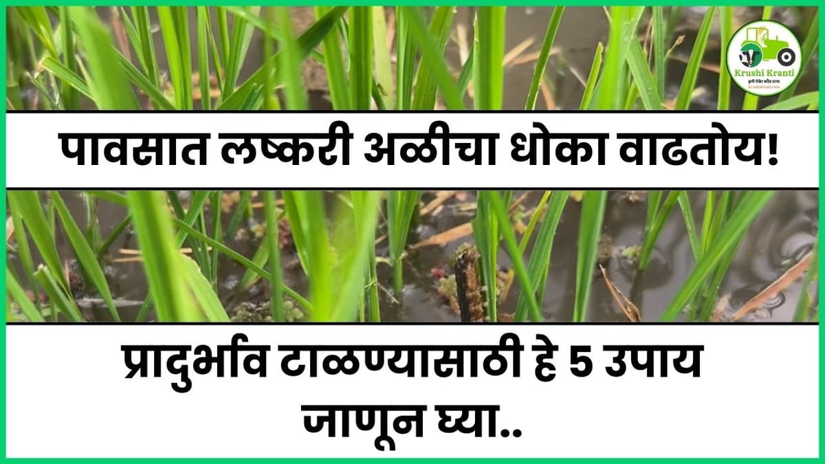 पावसात लष्करी अळीचा धोका वाढतोय! प्रादुर्भाव टाळण्यासाठी हे ५ उपाय जाणून घ्या...
