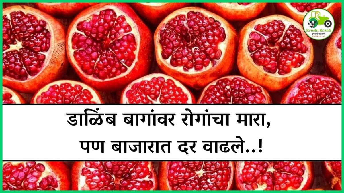 डाळिंब बागांवर रोगांचा मारा, पण बाजारात दर वाढले...!