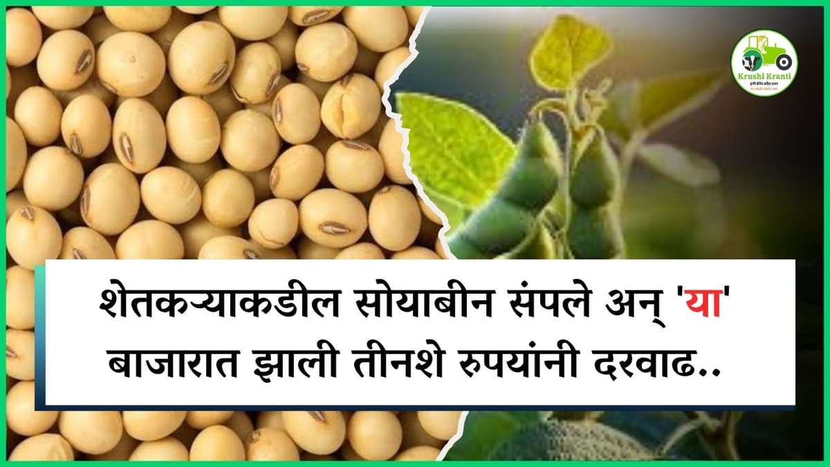 शेतकऱ्याकडील सोयाबीन संपले अन् 'या' बाजारात झाली तीनशे रुपयांनी दरवाढ..