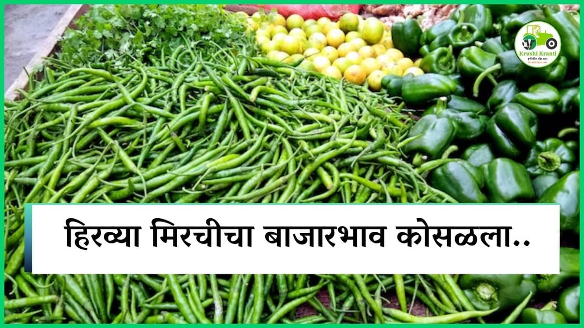 हिरव्या मिरचीचा बाजारभाव कोसळला..