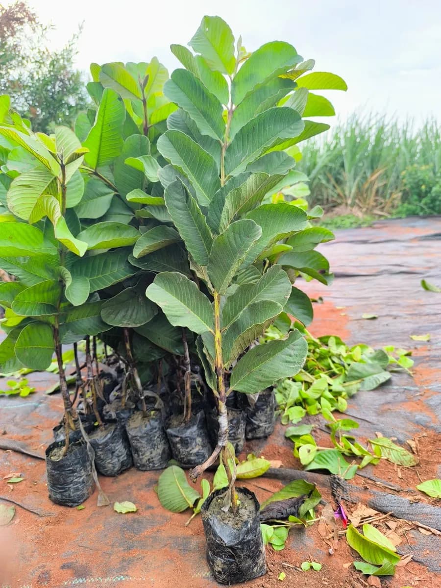 रेड डायमंड पेरू ची रोपे होलसेल दरात खात्रीशीर मिळतील