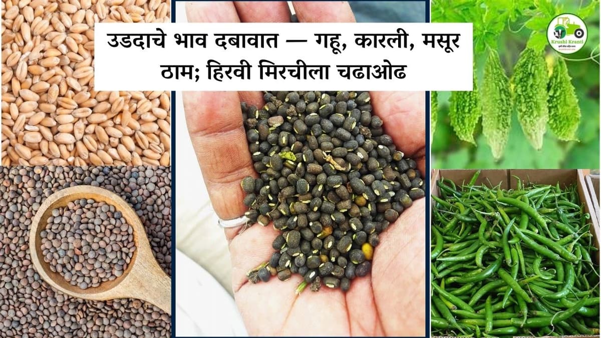 उडदाचे भाव दबावात — गहू, कारली, मसूर ठाम; हिरवी मिरचीला चढाओढ