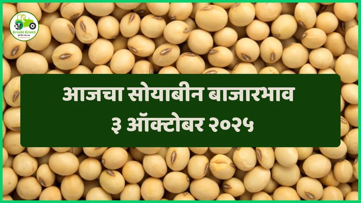ajcha soyabin bajarbhav : ३ ऑक्टोबर २०२५ आजचा सोयाबीन बाजारभाव