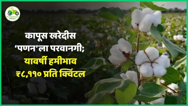 कापूस खरेदीस ‘पणन’ला परवानगी; लवकरच सीसीआयसोबत करार; हमीभाव ₹८,११० प्रति क्विंटल
