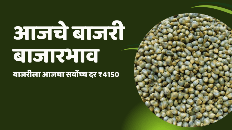 आजचे बाजरी बाजारभाव