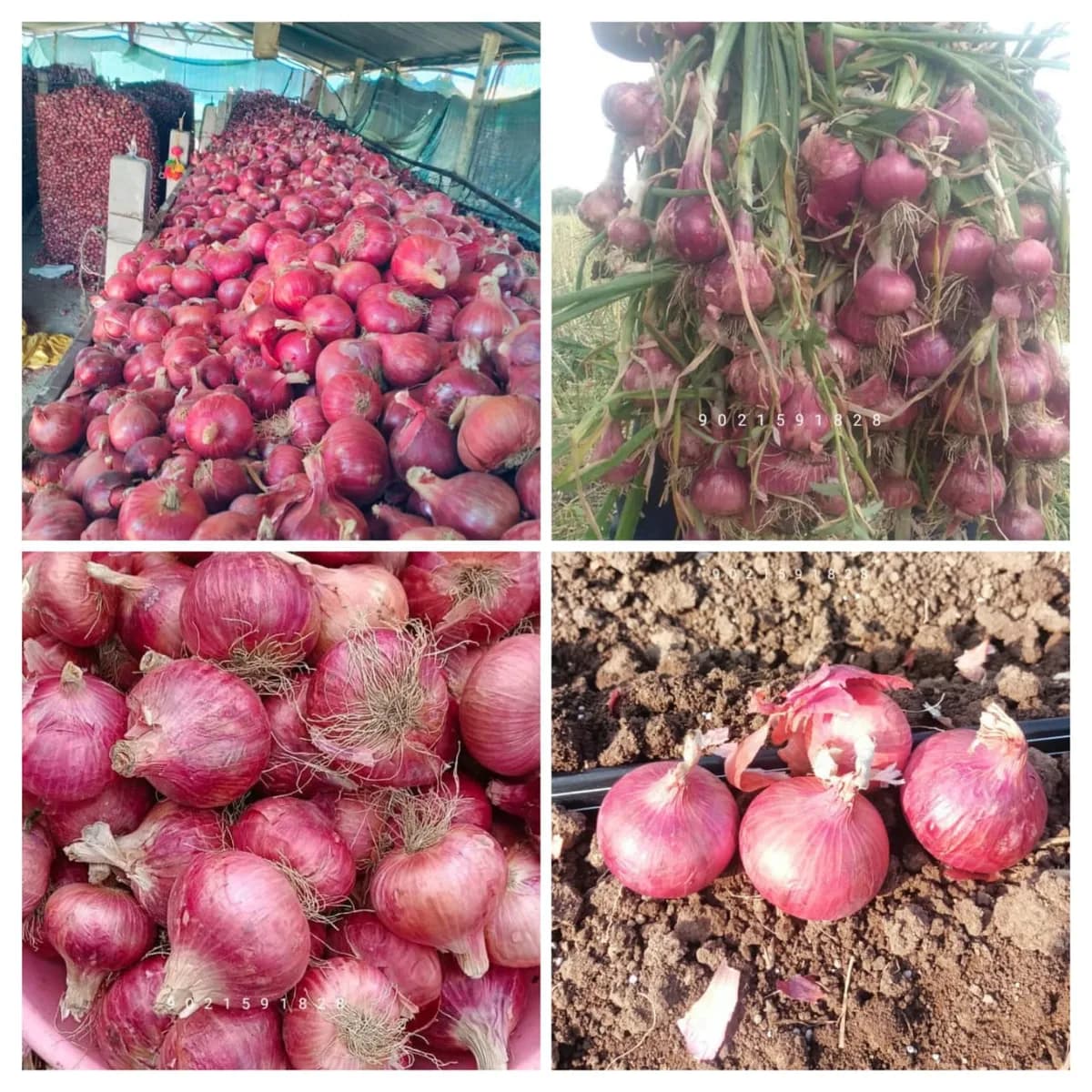उन्हाळी डबल पत्ती कांदा बियाणे उपलब्ध!