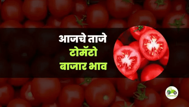 आजचे टोमॅटो बाजारभाव 14 oct 2025