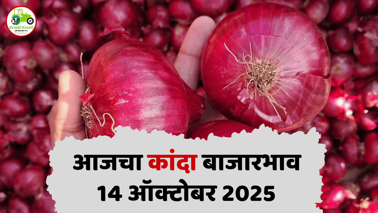 आजचा कांदा बाजारभाव | 14 ऑक्टोबर 2025 | Maharashtra Onion Market Rate