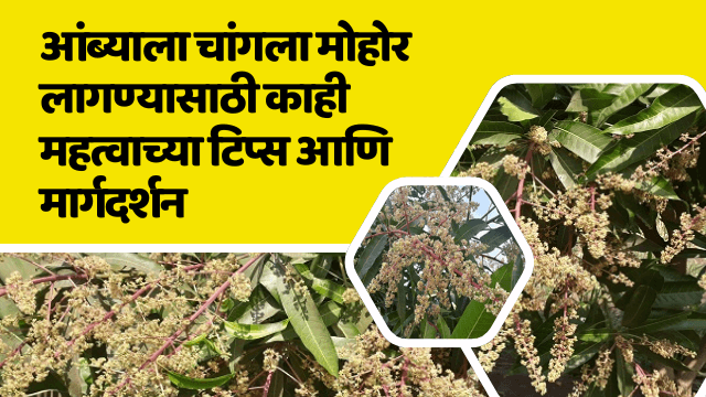 आंब्याला चांगला मोहोर लागण्यासाठी काही महत्वाच्या टिप्स आणि मार्गदर्शन