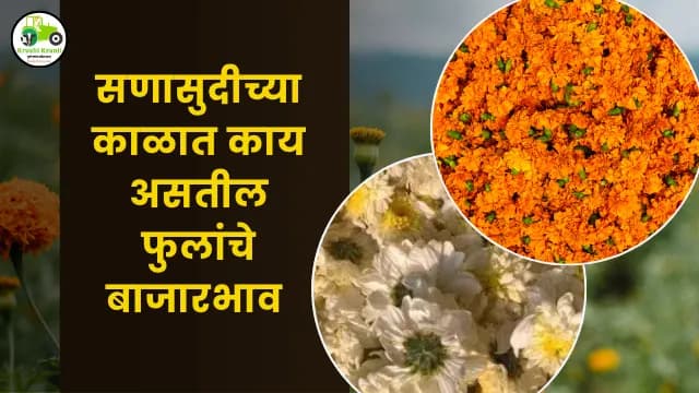 आजचे फुलांचे बाजारभाव झेंडू शेवती गुलाब