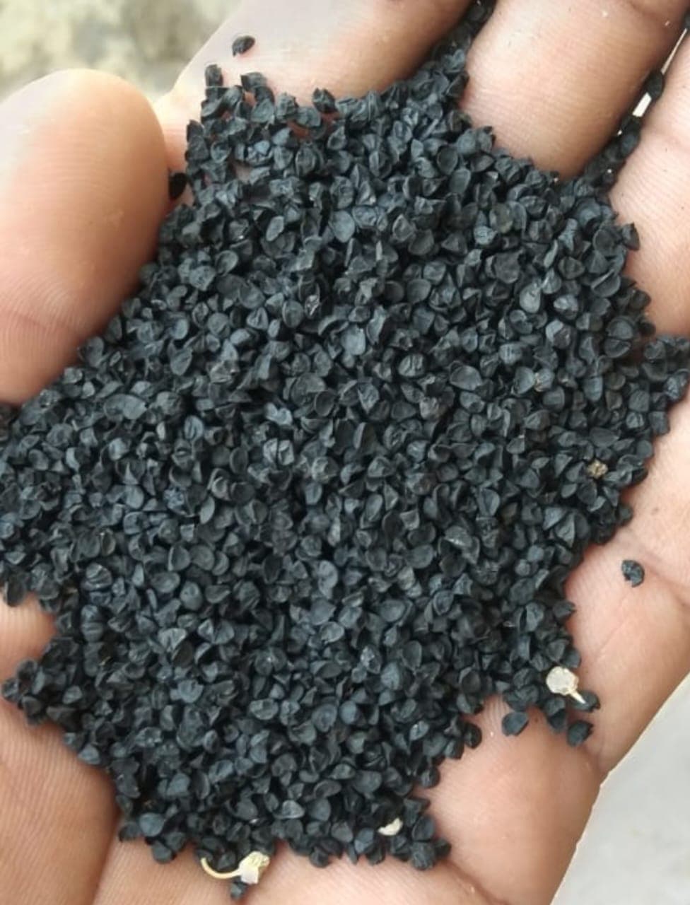 कांदा बियाणे योग्य भावात मिळेल