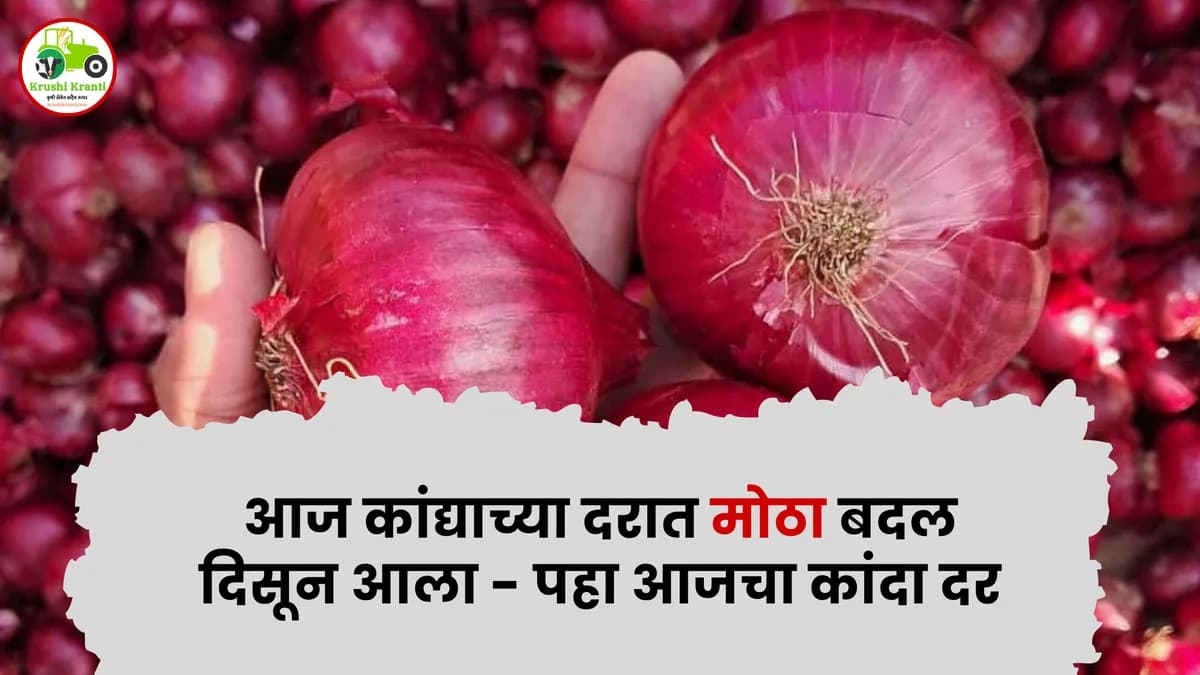 आजचे कांदा बाजारभाव २५ ऑक्टोबर २०२५ | Maharashtra Onion Market Rates
