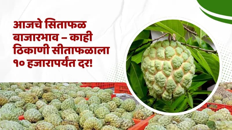 महाराष्ट्रातील सिताफळ दर (29 ऑक्टोबर 2025) – आजचे सीताफळ बाजार भाव