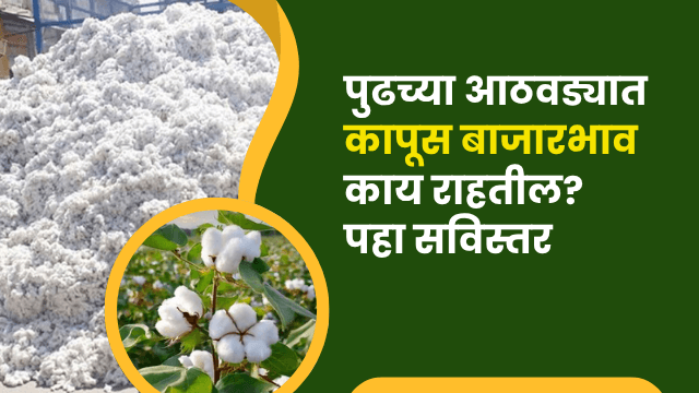 कापूस बाजारभाव अंदाज 1–7 नोव्हेंबर 2025 | Cotton Rate Forecast Maharashtra