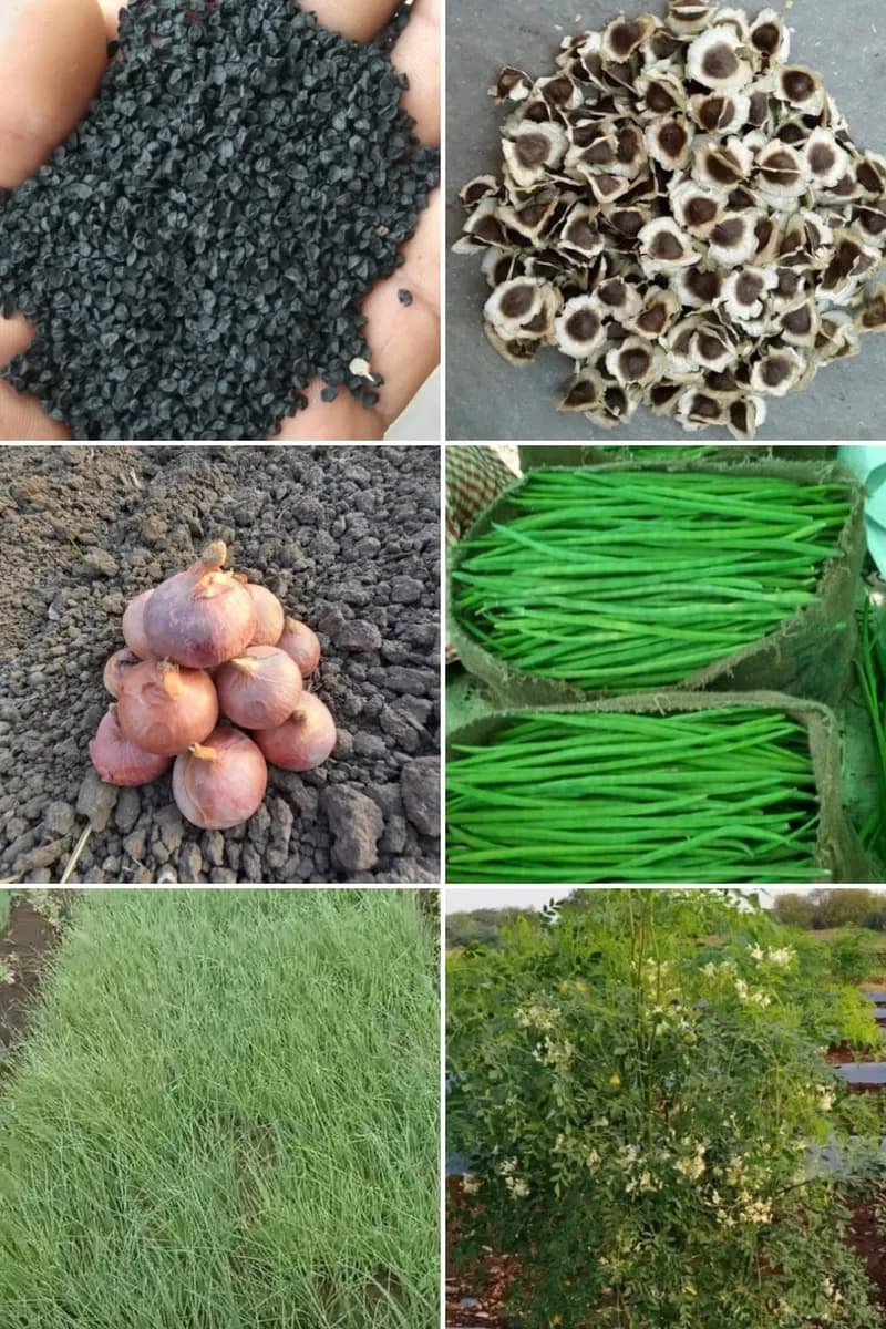 कांदा व शेवगा बियाणे मिळतील