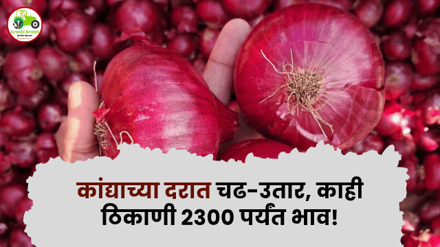 Maharashtra Onion Price Today: कांद्याच्या दरात चढ-उतार, काही ठिकाणी २३०० पर्यंत भाव!