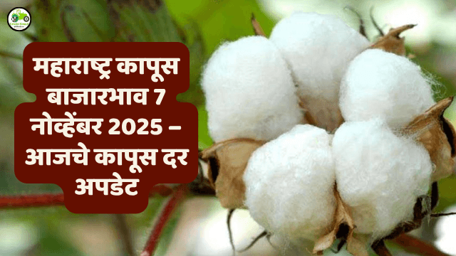 महाराष्ट्र कापूस बाजारभाव 7 नोव्हेंबर 2025 – आजचे कापूस दर अपडेट