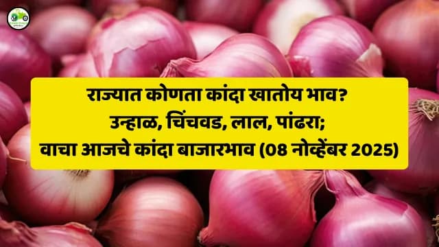 राज्यात कोणता कांदा खातोय भाव? उन्हाळ, चिंचवड, लाल, पांढरा; वाचा आजचे कांदा बाजारभाव (08 नोव्हेंबर 2025)