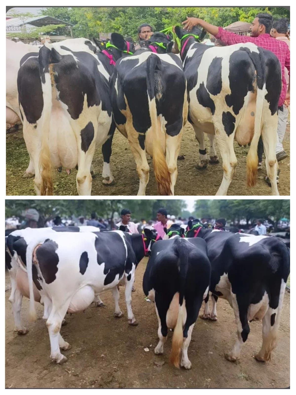 खात्रीशीर HF गायी विक्रीसाठी उपलब्ध