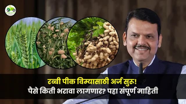 रब्बी पीक विम्यासाठी अर्ज सुरू! पैसे किती भरावा लागणार? पहा संपूर्ण माहिती