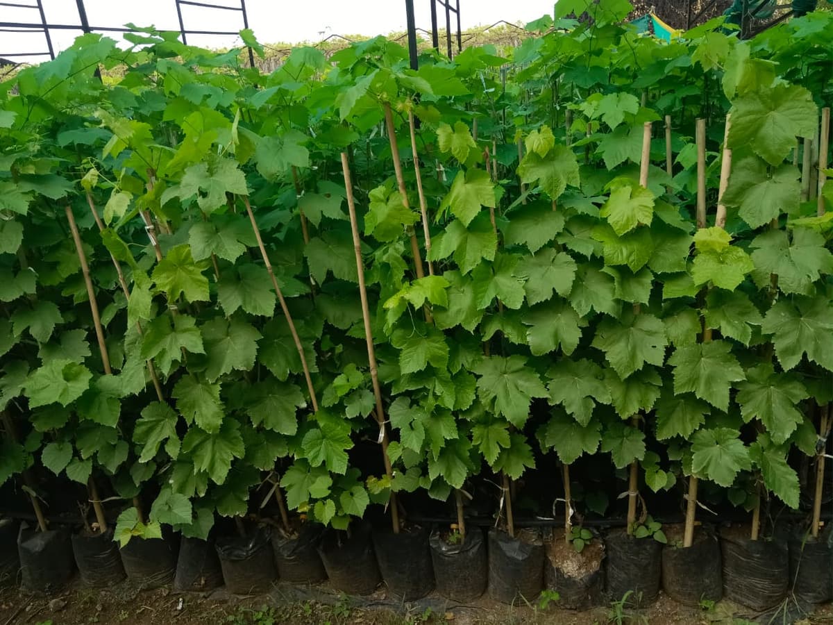 सुपर सोनक्का द्राक्ष रोपे उपलब्ध!