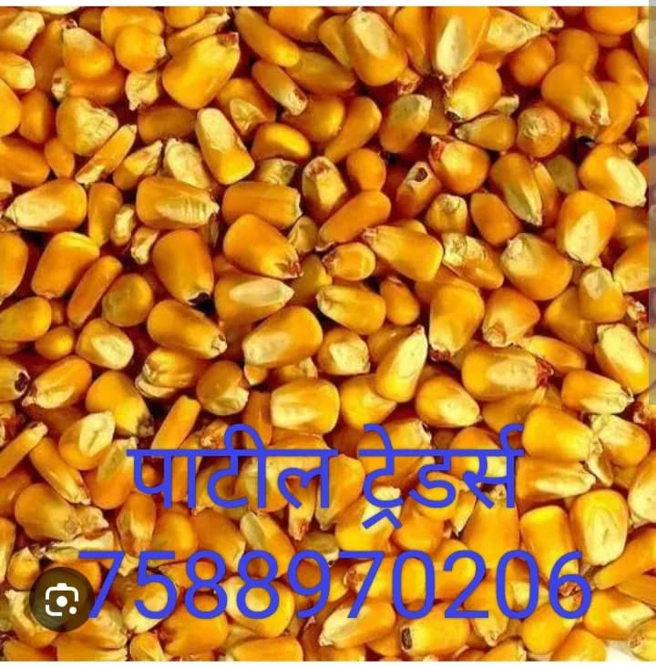 मका व सोयाबीन खरेदी सुरु!