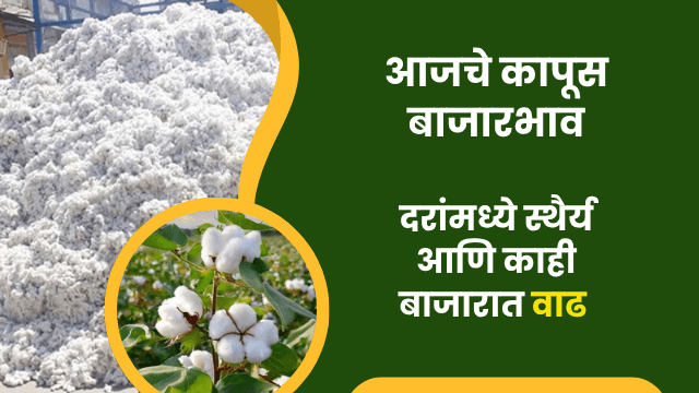 आजचे कापूस बाजारभाव
