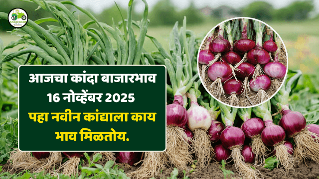 नवीन कांदा बाजार; 16 नोव्हेंबर 2025 रोजी महाराष्ट्रातील प्रमुख बाजार समित्यांतील आजचे दर