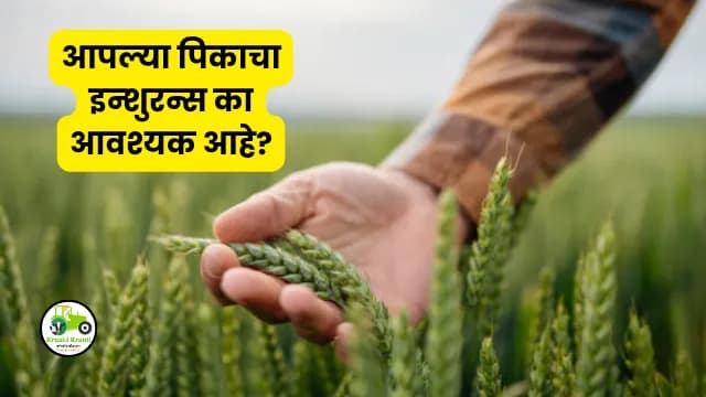 Crop Insurance : आपल्या पिकाचा इन्शुरन्स का आवश्यक आहे?